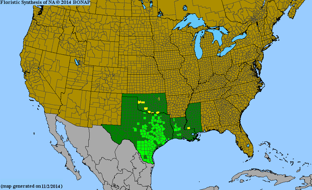 County distribution map of Oenothera patriciae - Plains Evening-Primrose